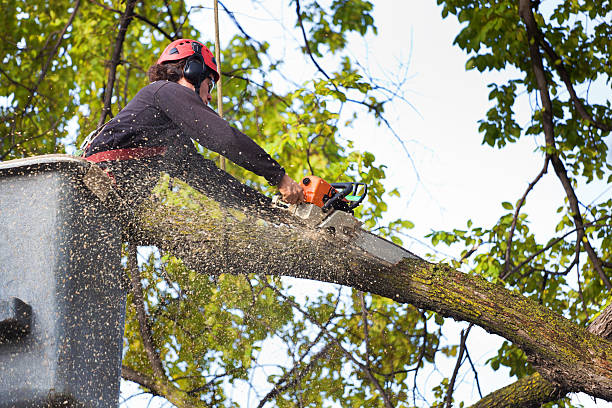 Best Fruit Tree Pruning  in USA